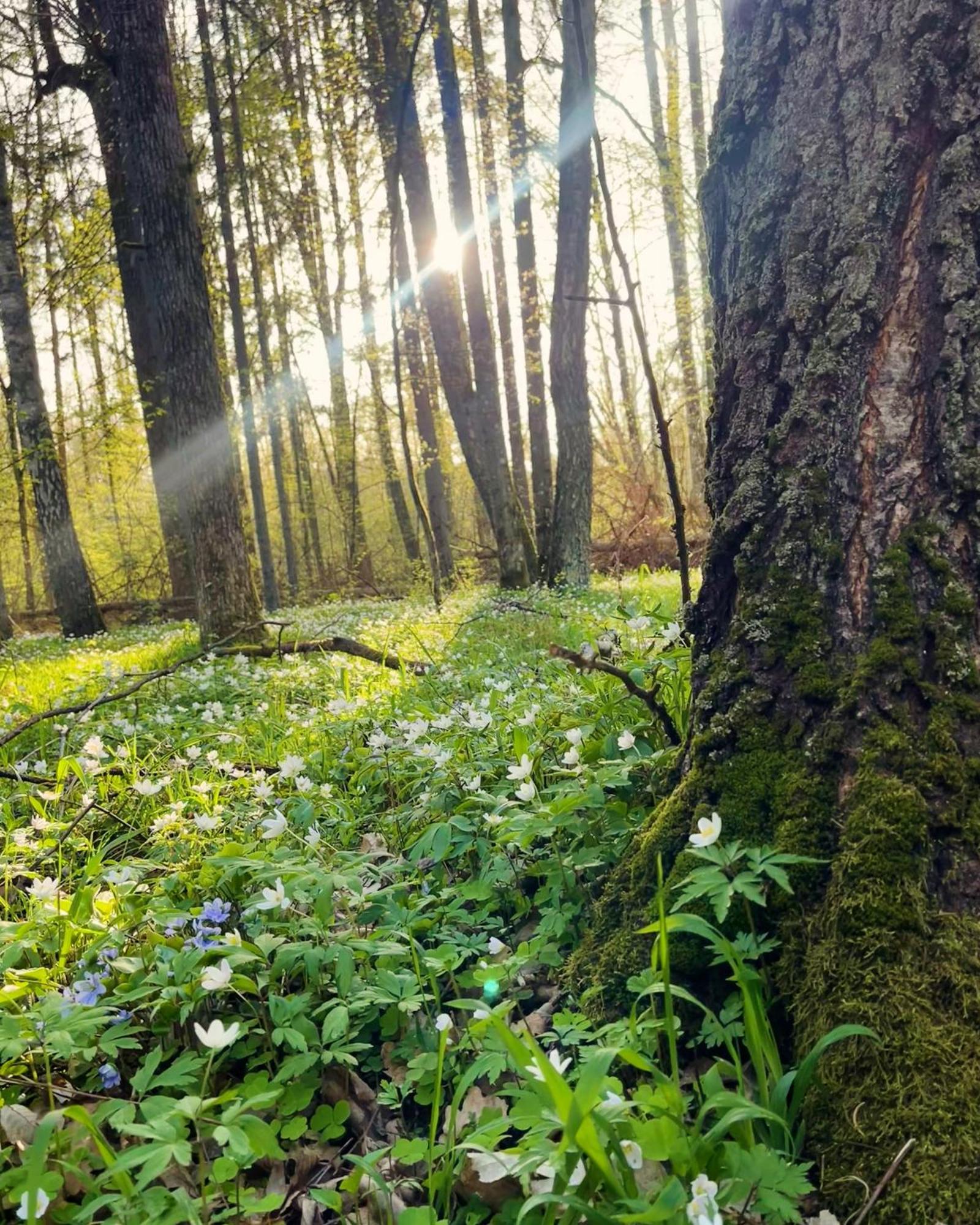 Apartament Magia Puszczy Z Widokiem Na Puszcze Bialowieska Hajnówka المظهر الخارجي الصورة