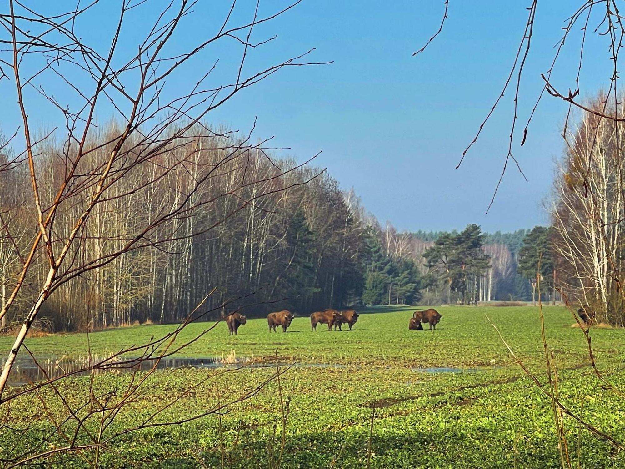 Apartament Magia Puszczy Z Widokiem Na Puszcze Bialowieska Hajnówka المظهر الخارجي الصورة